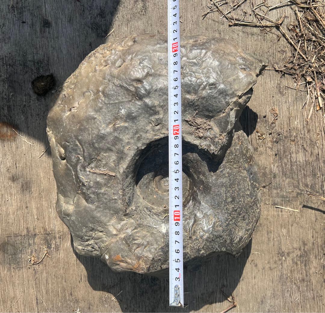 アンモナイト 道内産