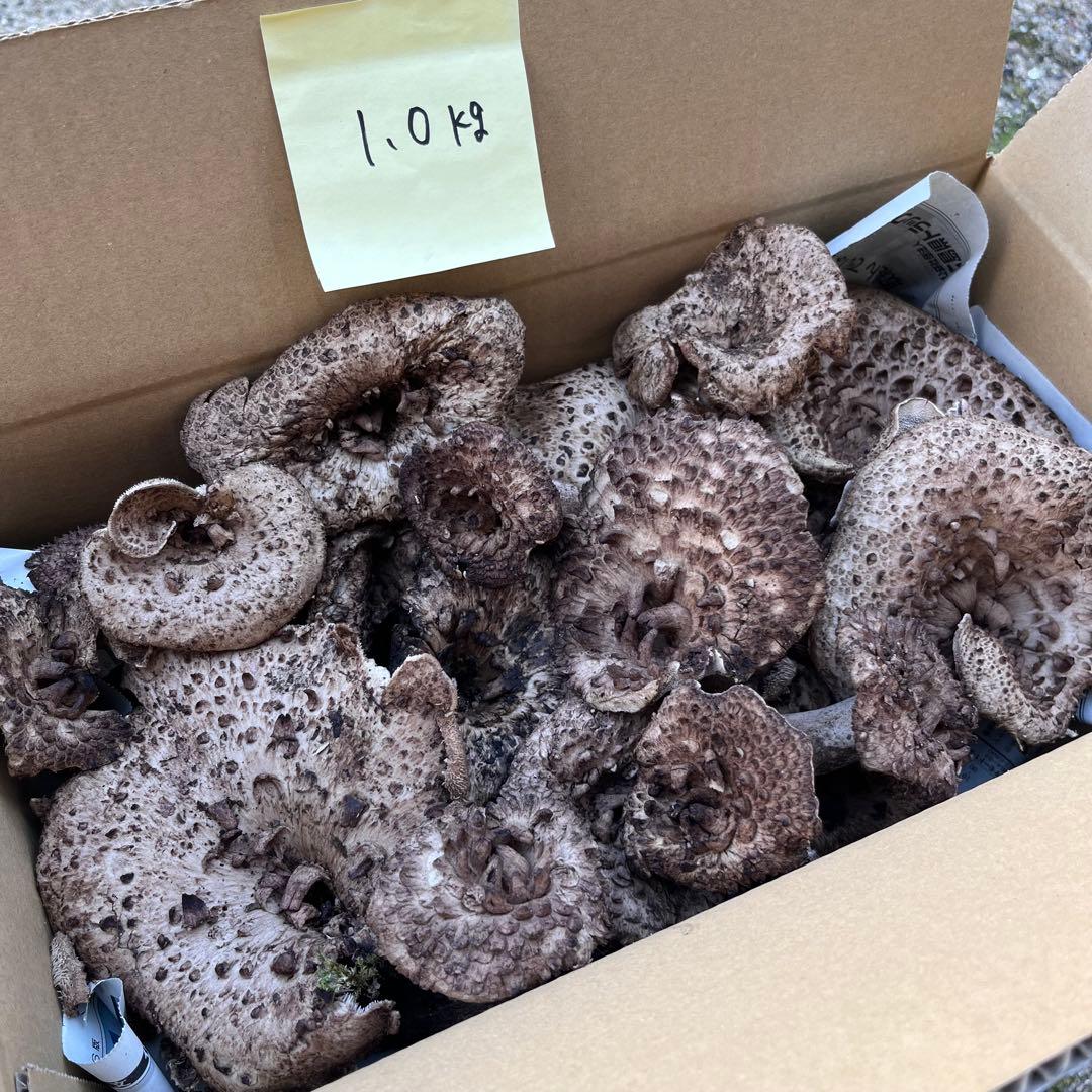 天然香茸‼️広島産　1.0kg 10月12日採りたて　コウタケ　香茸　松茸