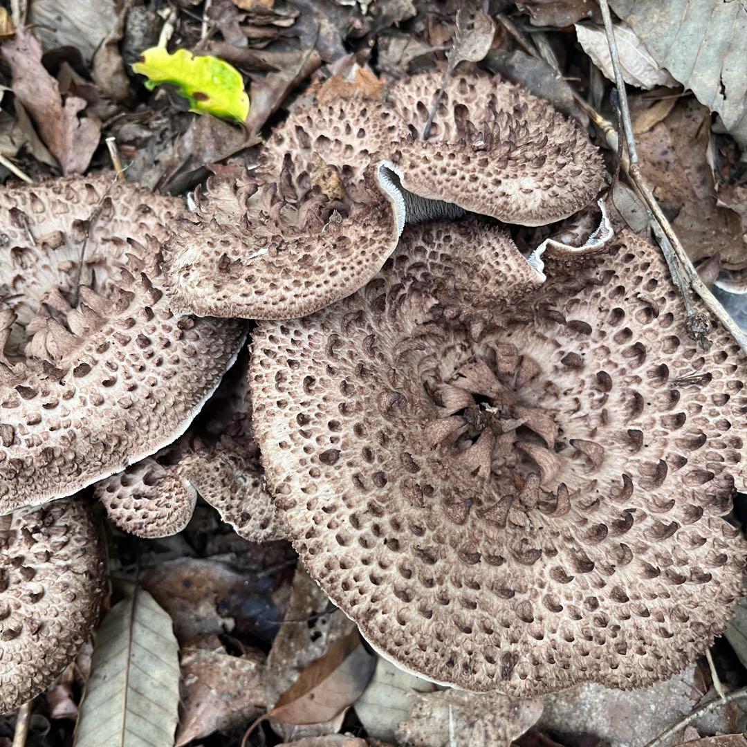 天然香茸‼️広島産　1.0kg 10月12日採りたて　コウタケ　香茸　松茸