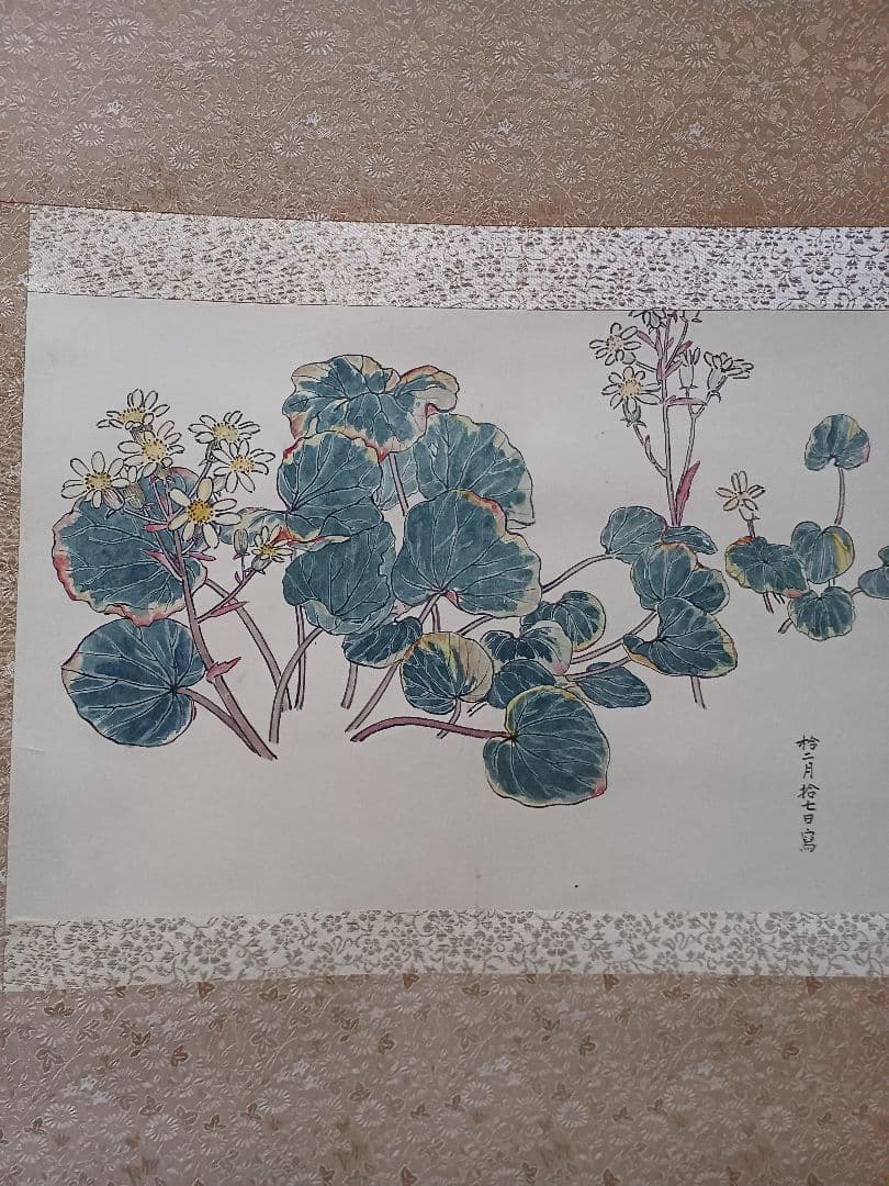 江戸屋の原画　掛け軸　1265x570mm E817 石蕗　つわぶき図　作者不詳