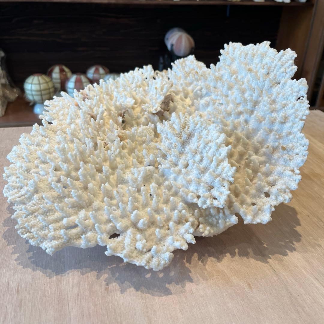 希少　長崎県産　テーブルサンゴ