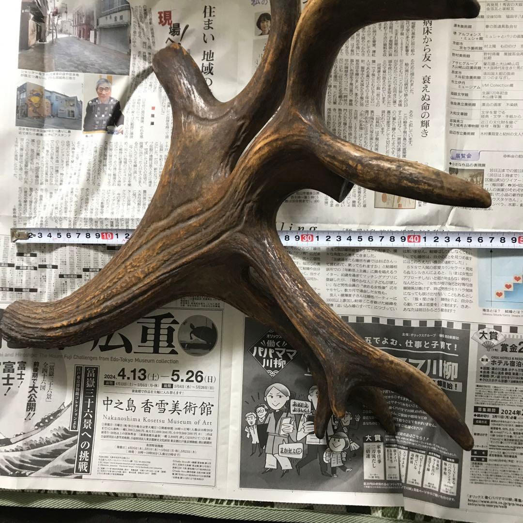 鹿の角　超奇形
