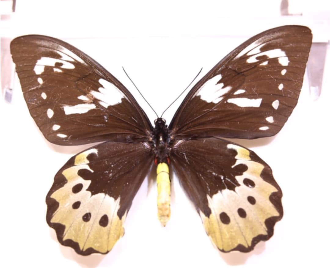 ゴライアストリバネアゲハ！標本！大型！ペア！