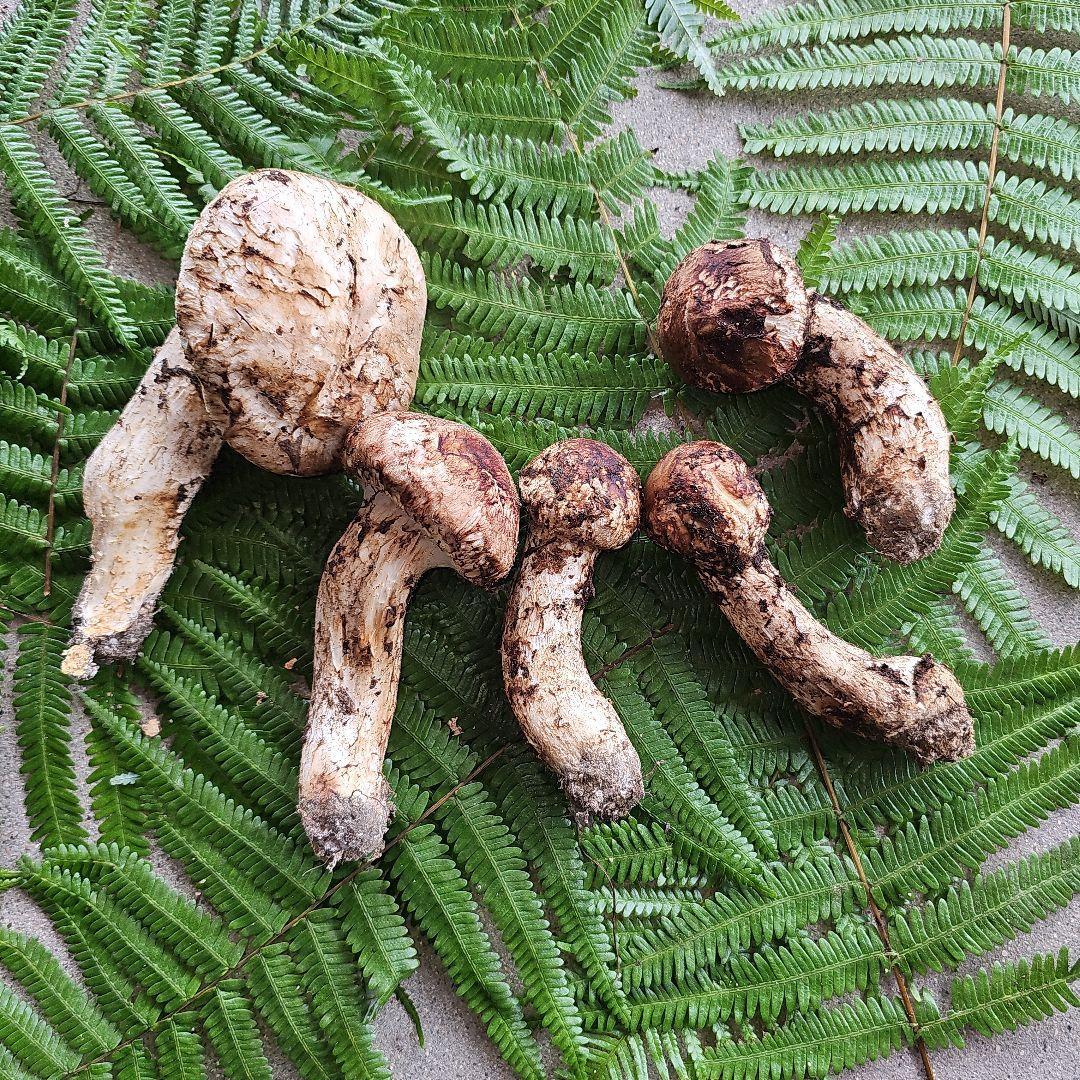 広島県産 松茸 203g