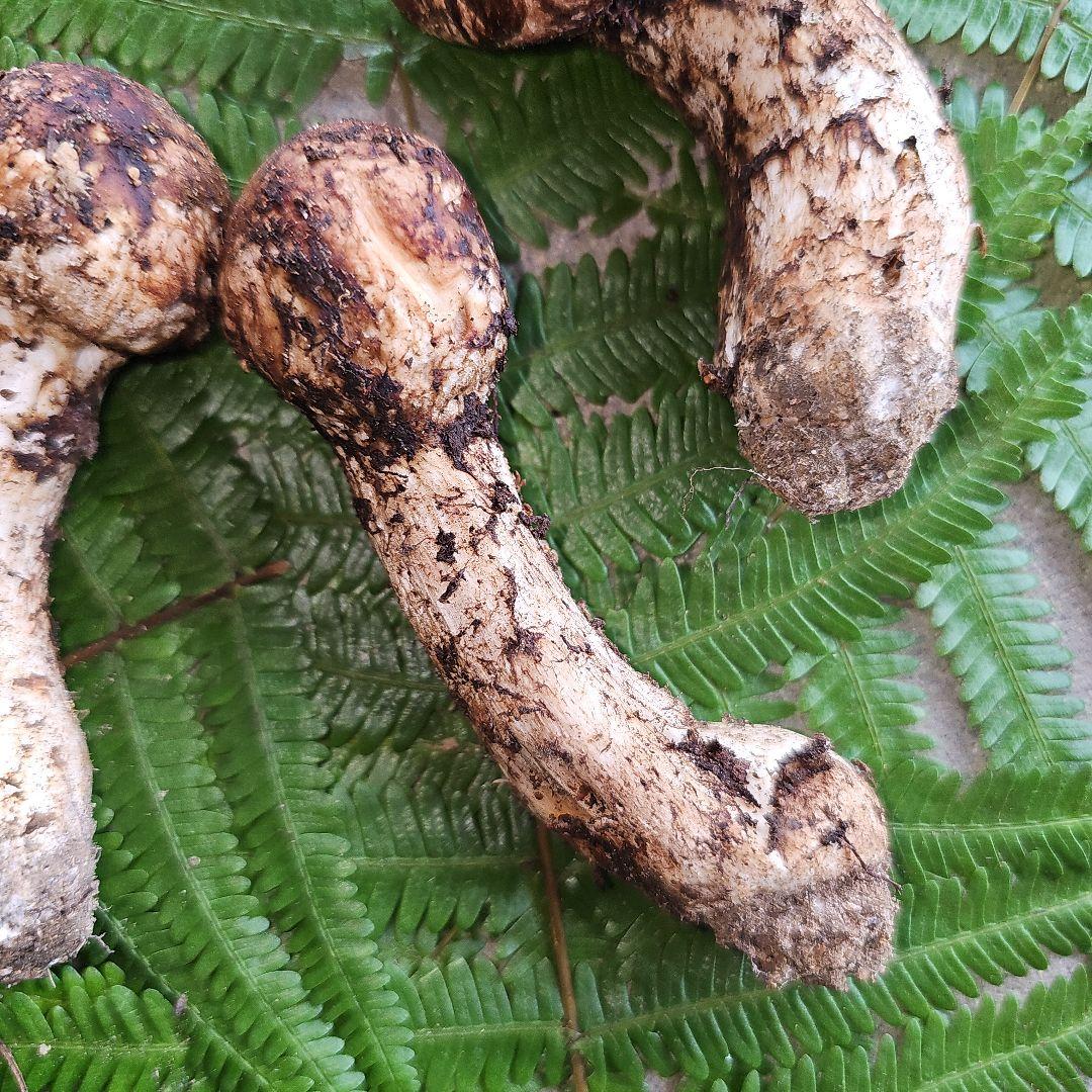 広島県産 松茸 203g