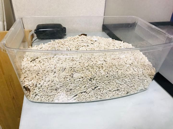 ボーナス軽大水槽Set120×45×45 コトブキ浄化槽 サンゴ 大型魚 アカメ