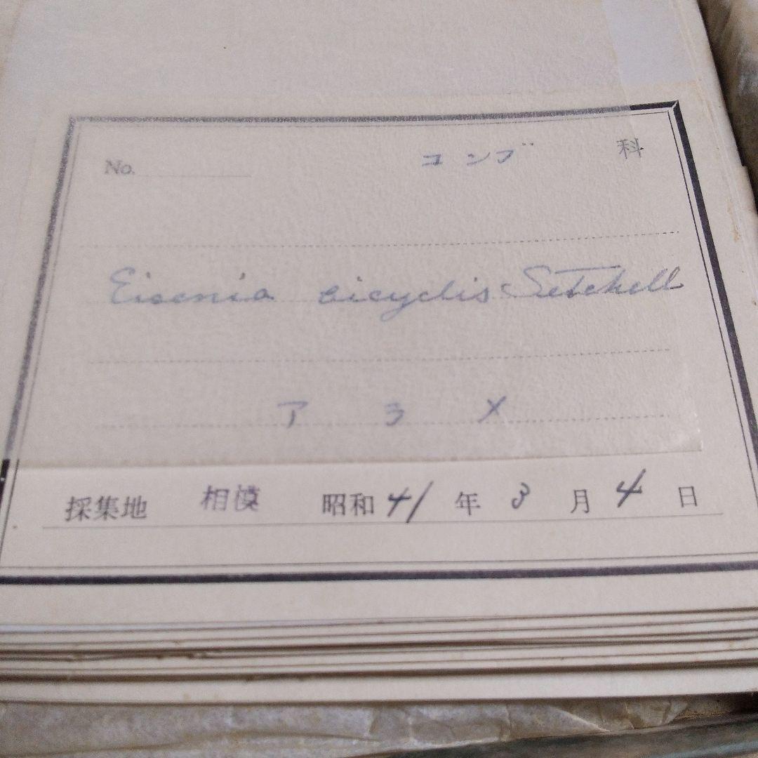 珍品　計39枚　薬用植物標本 　海藻植物標本　コレクション　アンティーク