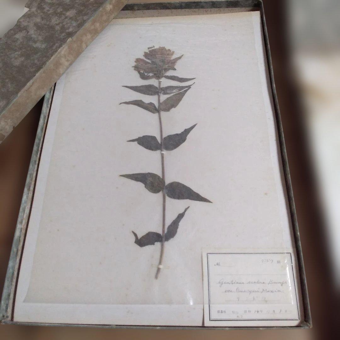 珍品　計39枚　薬用植物標本 　海藻植物標本　コレクション　アンティーク