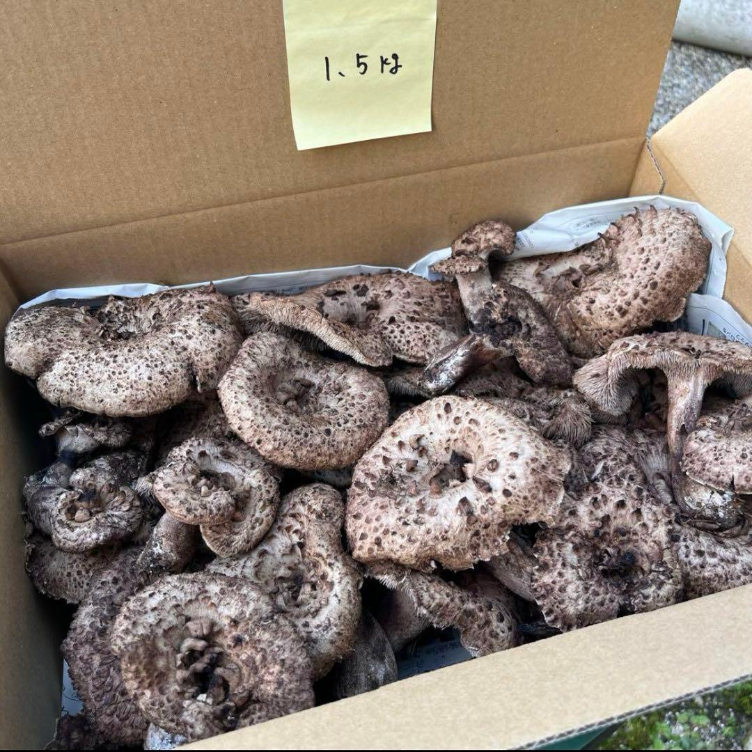 天然香茸‼️広島産　1.5kg 10月12日採りたて　コウタケ　香茸　松茸③
