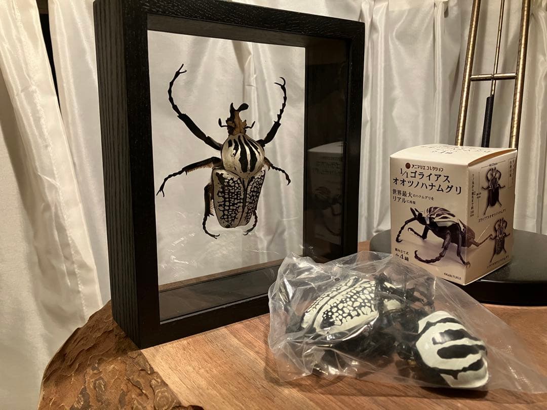 標本/ゴライアスオオツノハナムグリ/ゴライアスオリエンタリス/フィギュア付