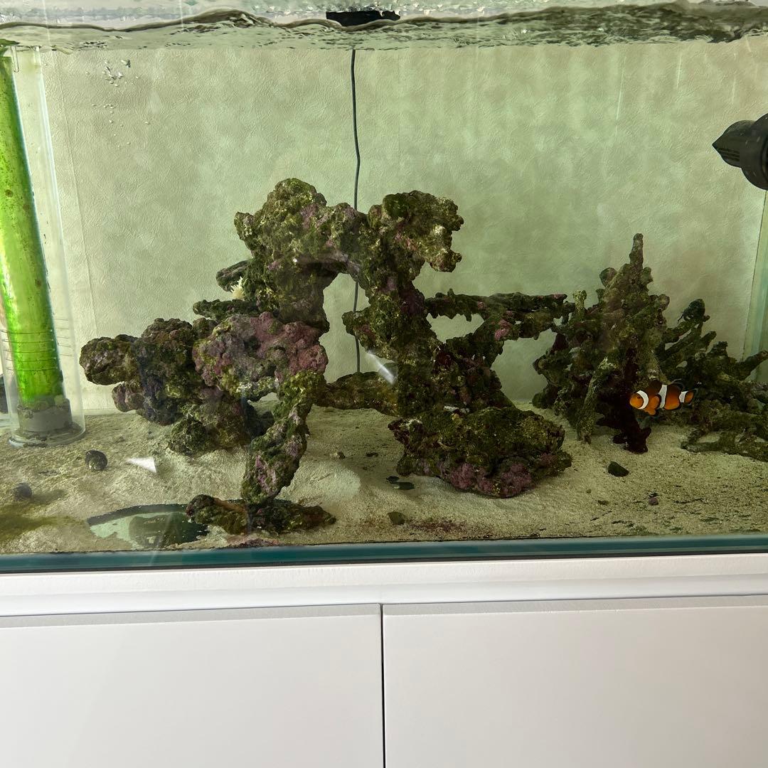 海水魚　オーバーフロー水槽一式　引き取り限定