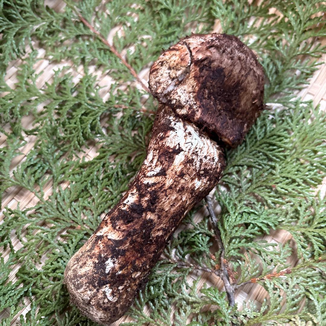 年内ラスト‼️長野県南信州産‼️松茸 147g 11/14朝採れ