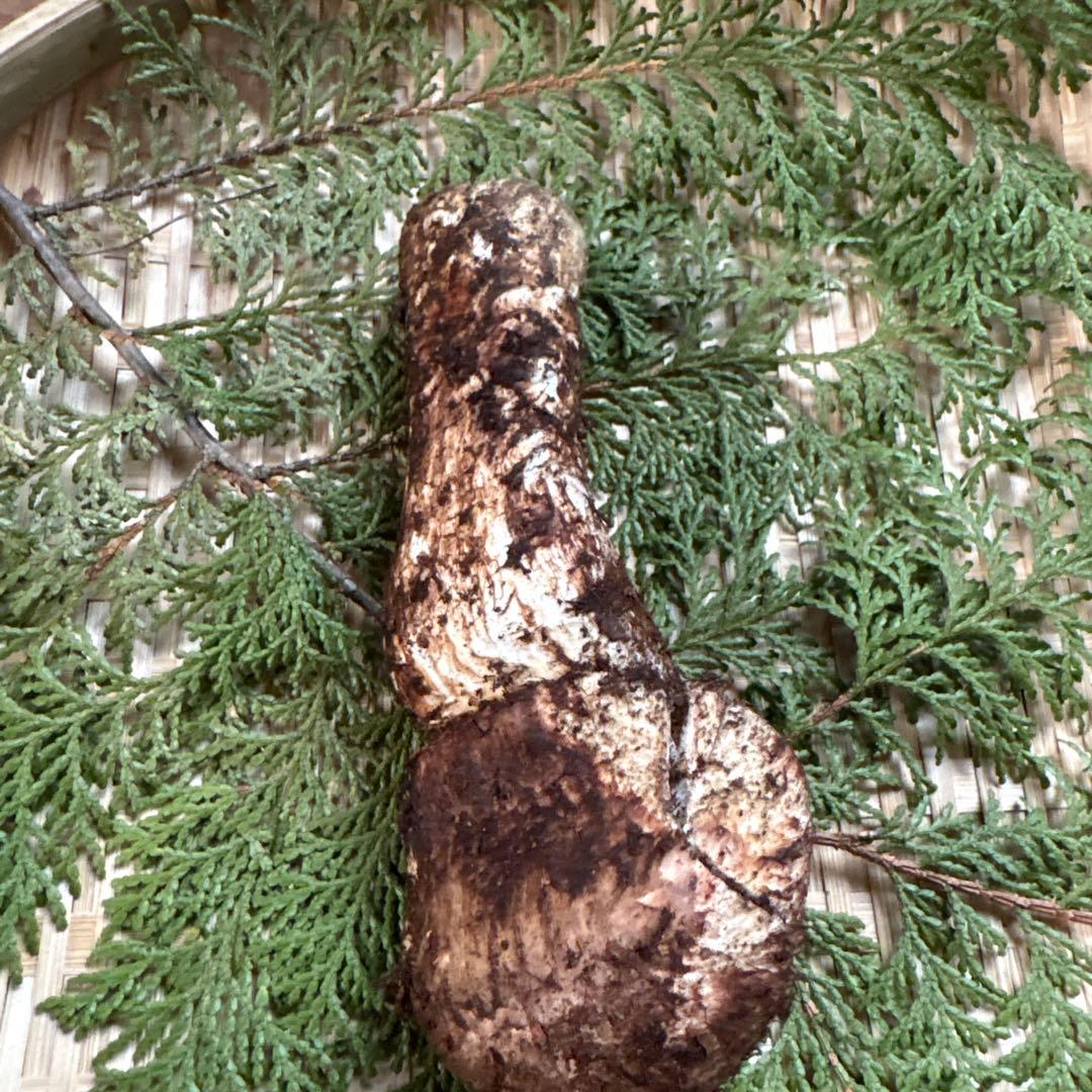 年内ラスト‼️長野県南信州産‼️松茸 147g 11/14朝採れ