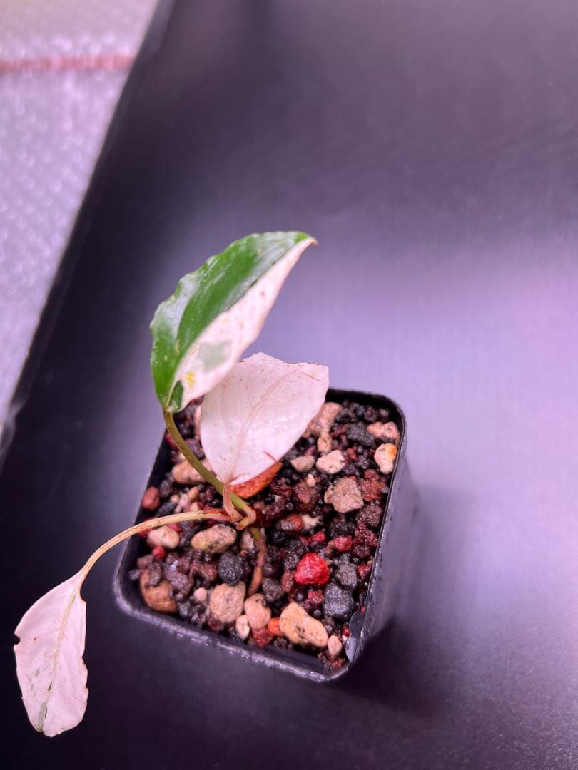 C*❗様 セファランドラ（斑入り株）Bucephalandra Pipto