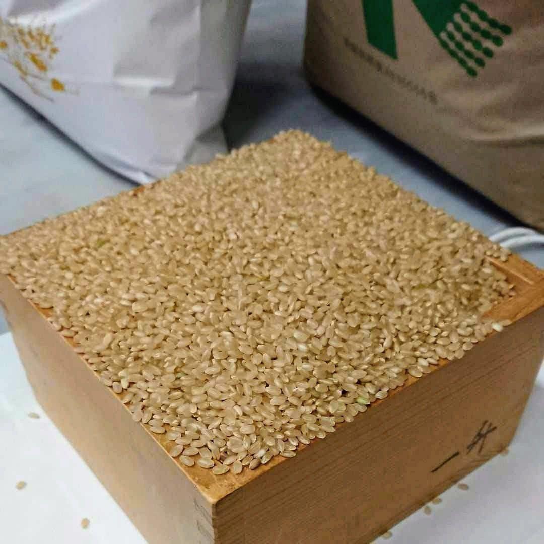 令和7年 新米！精米無料！玄米20キロ 栃木県大田原 黒羽産コシヒカリ 20㎏