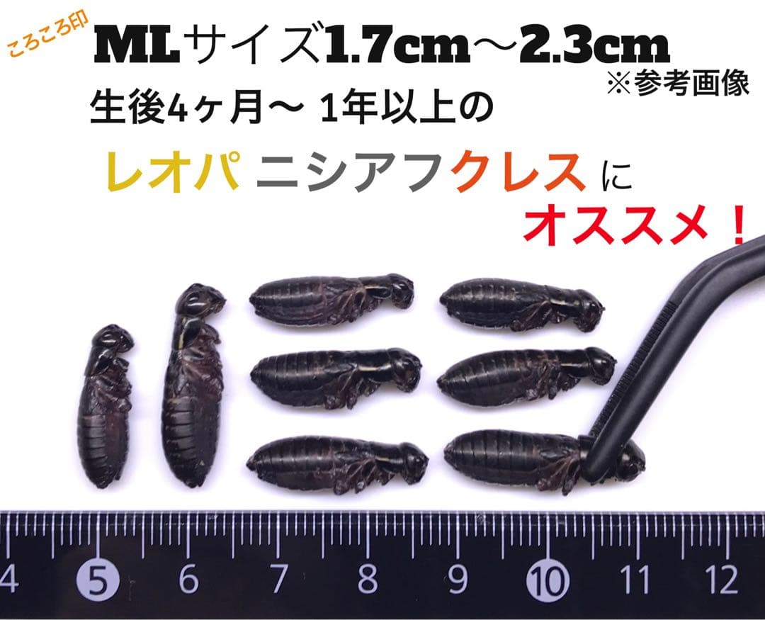 冷凍クロコML約2000匹1kg冷凍コオロギ