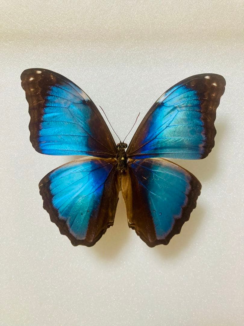 【2頭セット】ダイダミア×アキレスモルフォ（2オス）