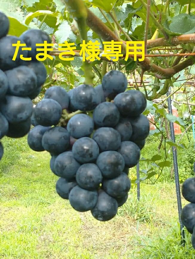 長野県産　シャインマスカット・ナガノパープル・シナノスマイル　送料無料