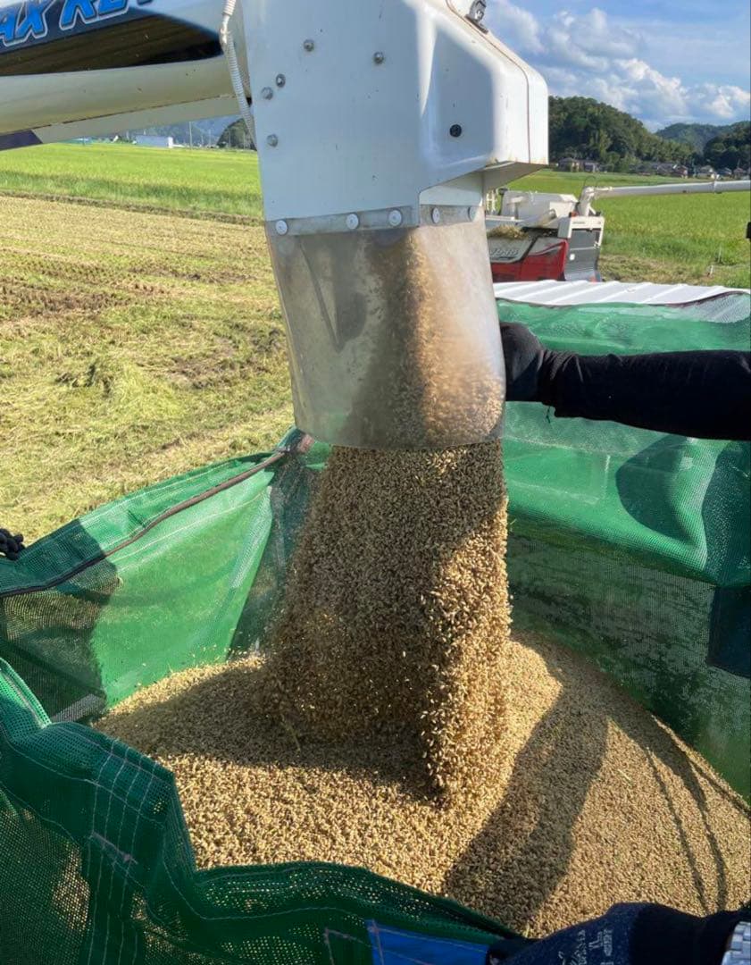 兵庫県産コシヒカリ 白米 10kg コウノトリ米 お米10キロ