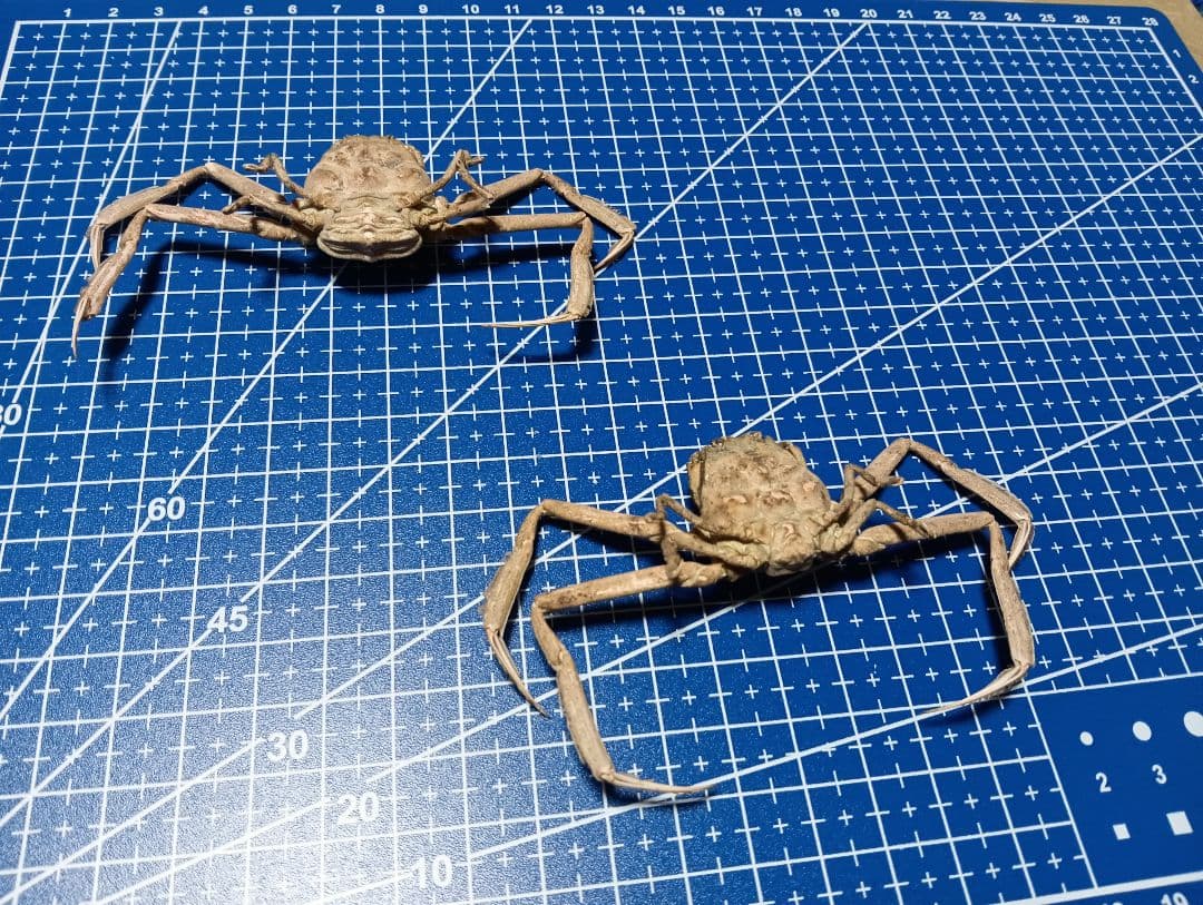 確認用稀少レア武士蟹平家怨霊リアル人面サムライガニ瀬戸内海産立体標本コレクション