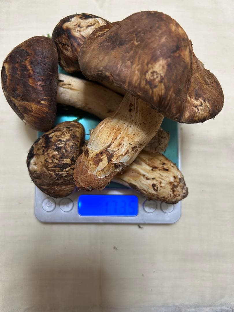 長野産特選 ❗️松茸３本プラス１本おまけ〜173.5g ❗️すだち付き　クール宅急便