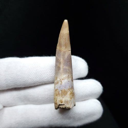 美品 プレシオ サウルス 化石 歯 本物 モロッコ産 55mm pr98