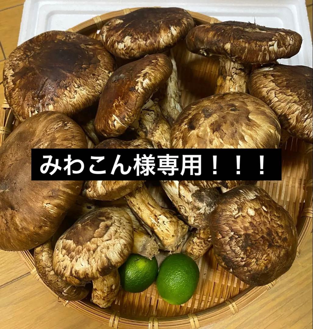 中国産 松茸 約5kg まつたけ マツタケ