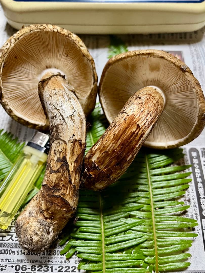 【大阪泉州産】天然松茸　採れたて開き良品2本200g 香り最高♪