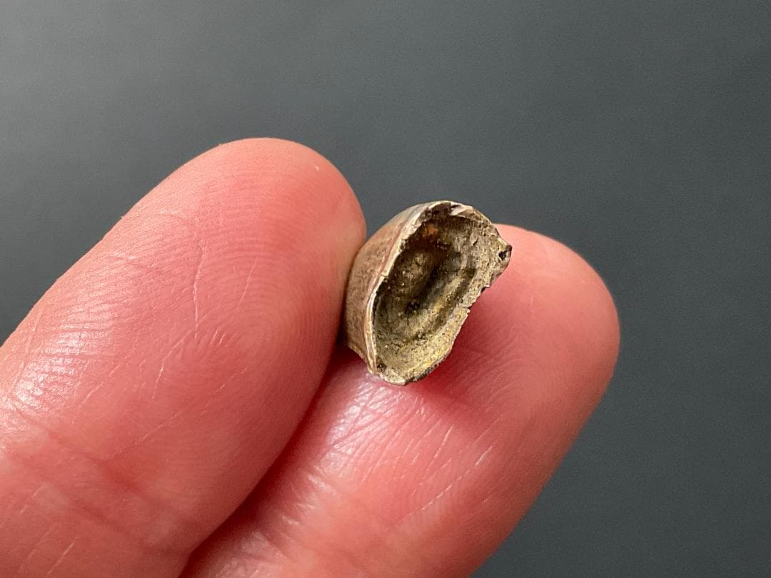 化石 ティラノサウルス 歯 [DS409] 恐竜 希少 レア