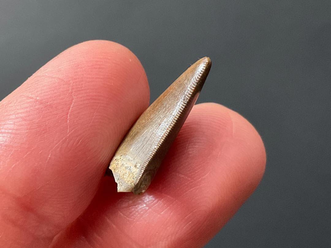 化石 ティラノサウルス 歯 [DS409] 恐竜 希少 レア