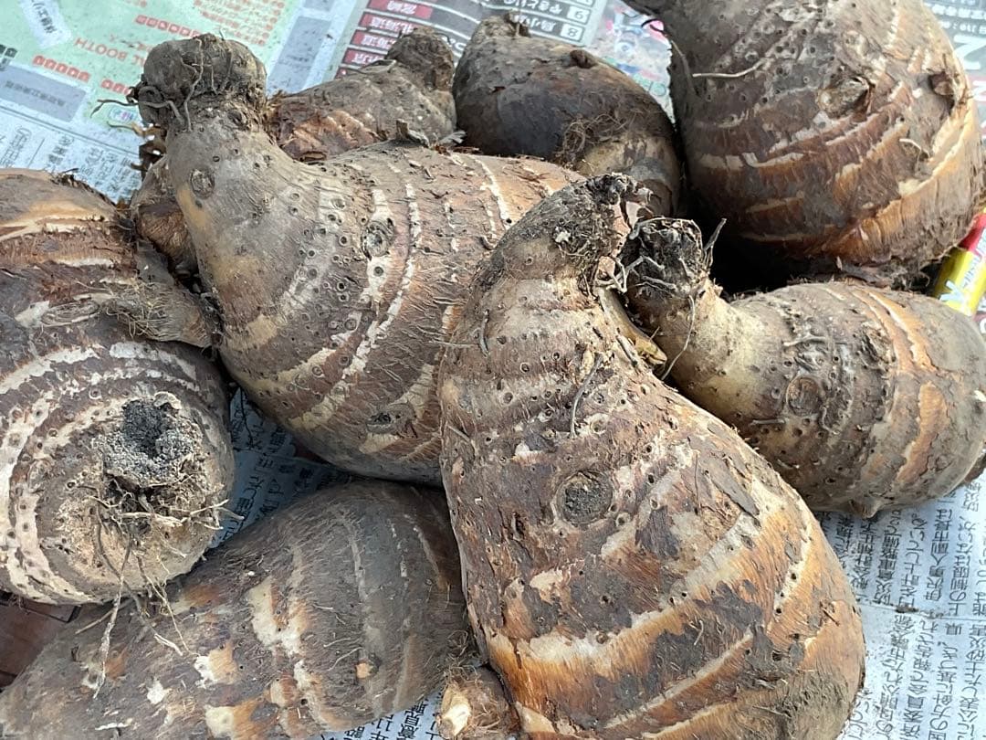 Masakadu Nakamura分　海老芋　12,5kg ④