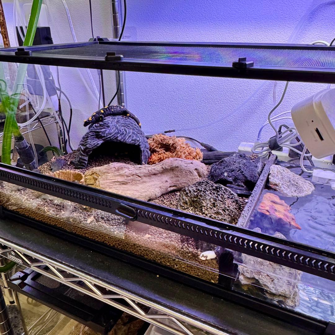 爬虫類　両生類　飼育ケージ　前開き　50×30×25