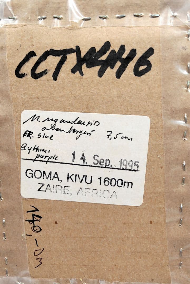 ウガンダオオツノハナムグリ 標本 7.5cm青 紫色・ザイール産