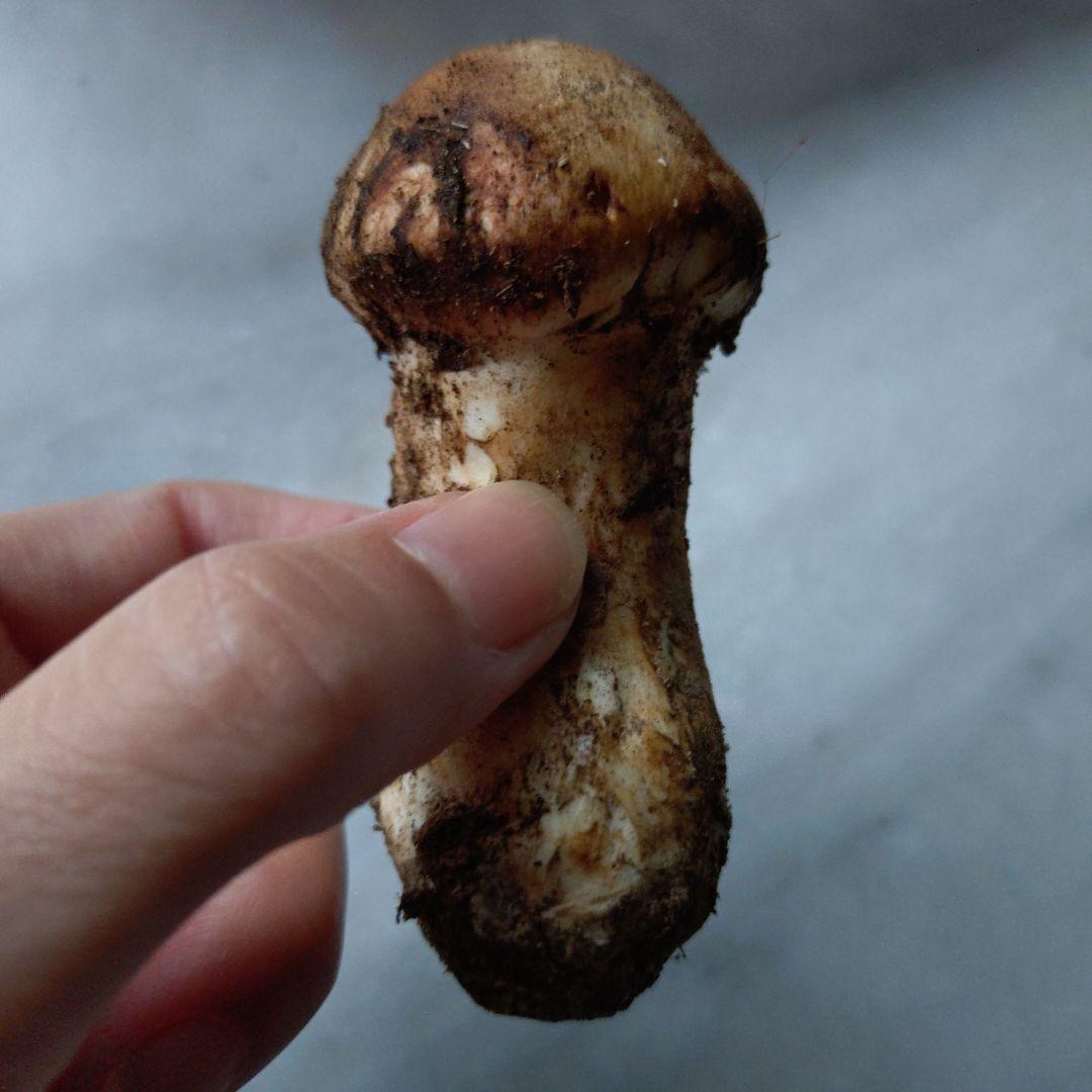 採れました　10/21 南信州産 松茸 150g 17:30まで