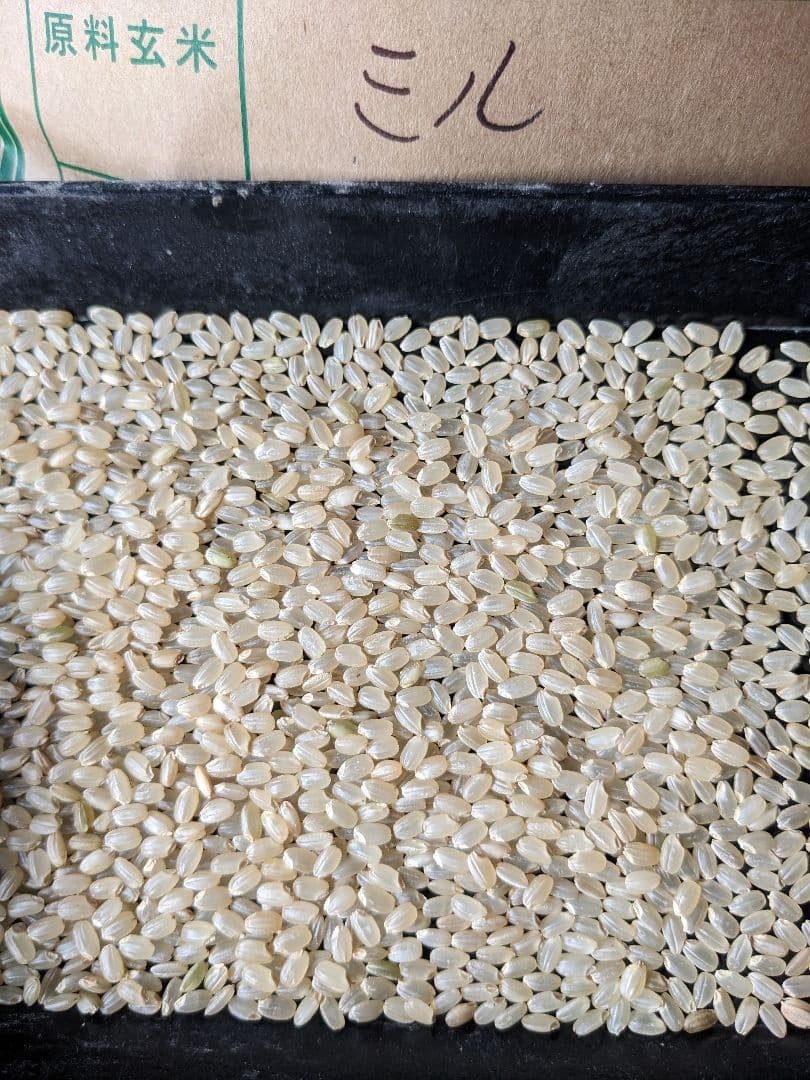 激旨！特別なミルキークイーン玄米29キロ！7年産