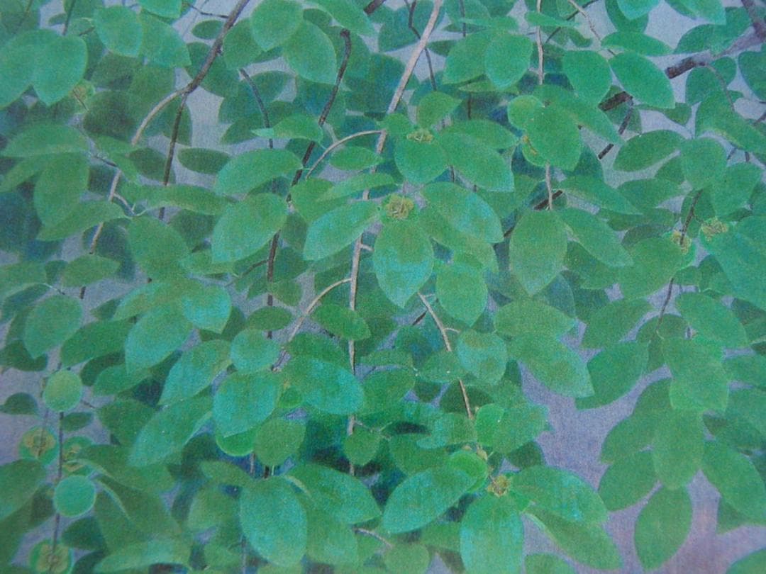 山口華楊、【青柿】、希少な額装用画集より、新品額装付、状態良好