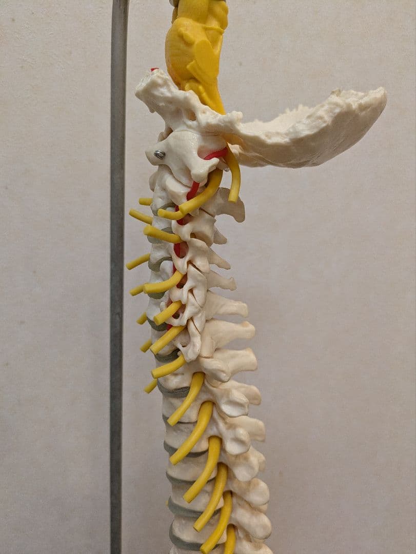 SOMSO(ソムソ)社製　脊柱模型 ドイツ製