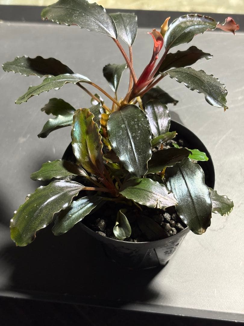 水草 Bucephalandra sp.Galaxy lic Puple