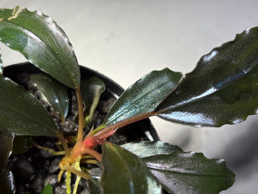 水草 Bucephalandra sp.Galaxy lic Puple