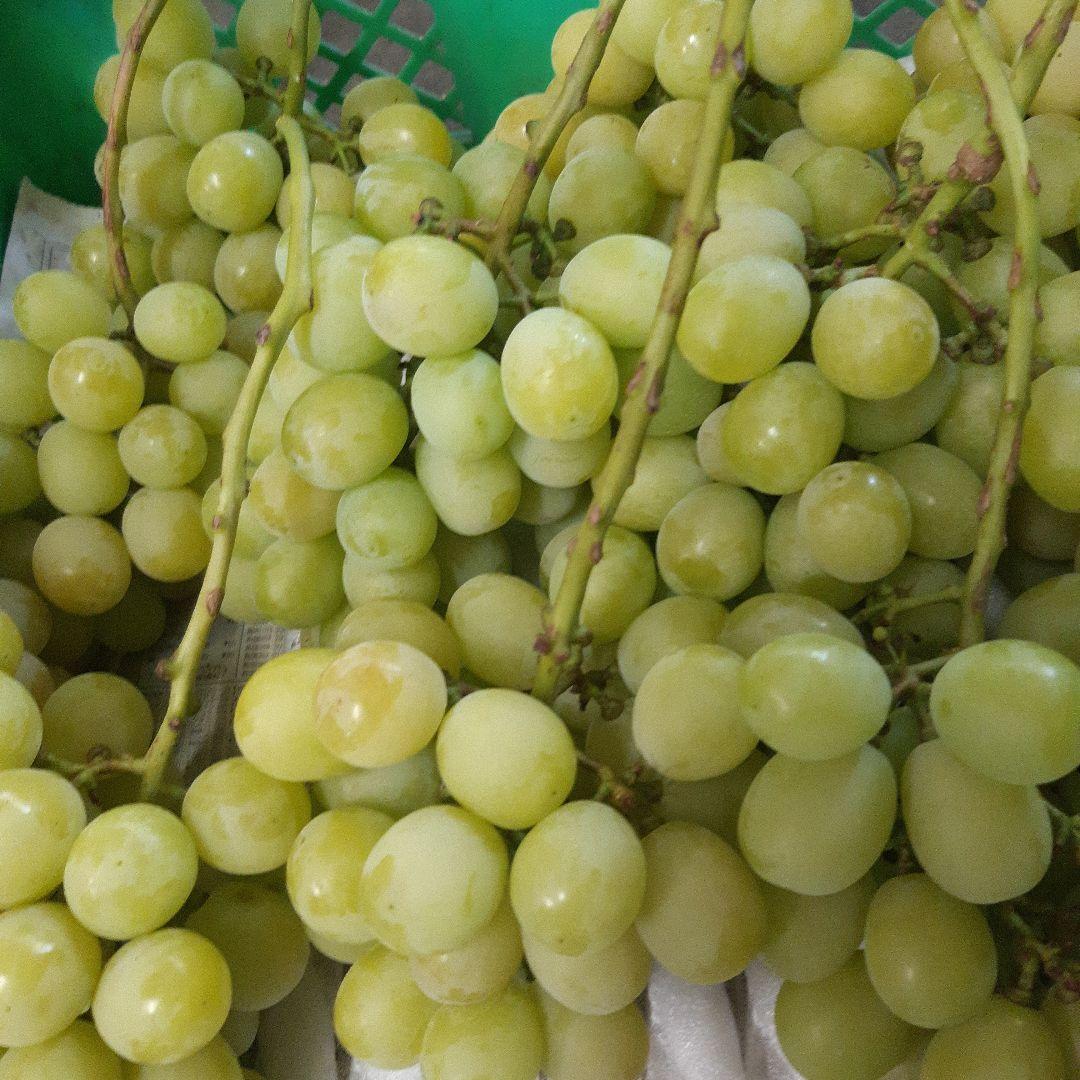 シャインマスカットお徳用家庭用訳有り品