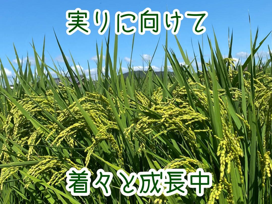 自然栽培【イセヒカリ】白米20kg[5kg×4袋]新米 無農薬無施肥の自然栽培米