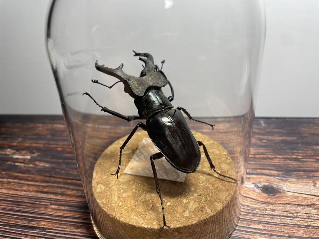 【Glass Beetleミヤマクワガタ標本 GB-003】