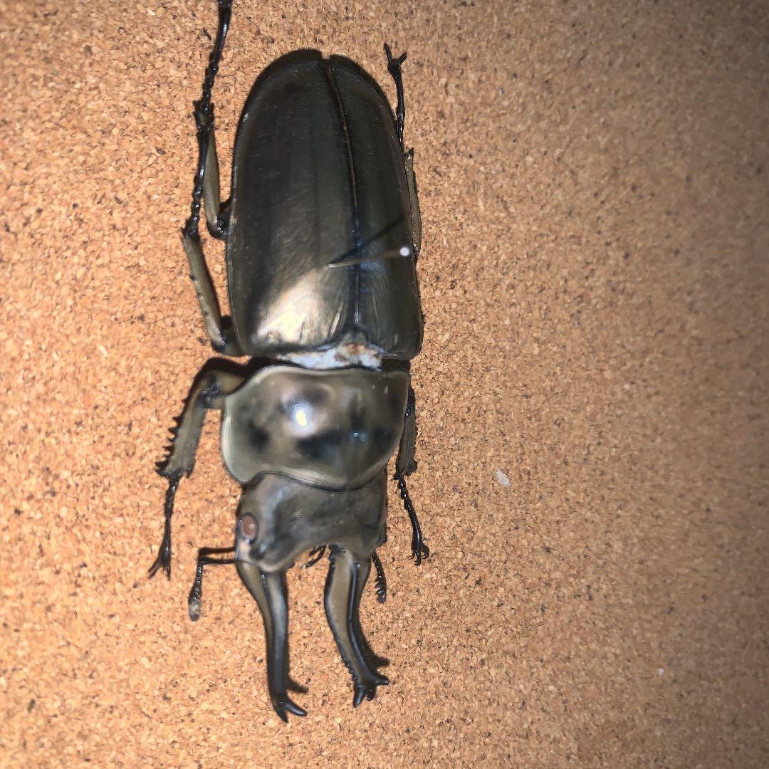 A.ローゼンベルク　オオゴンオニクワガタ雄78㍉野外品