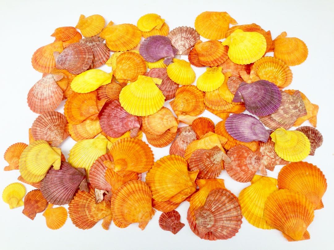 貝絵用 研磨済み ひおうぎ貝の貝殻キャンバス100枚1セット