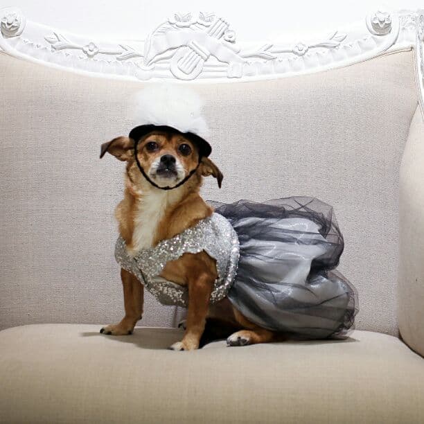 Laxury Dog Dress Blessing Babies【Bliss】