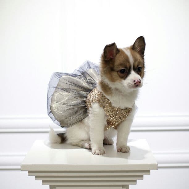 Laxury Dog Dress Blessing Babies【Bliss】