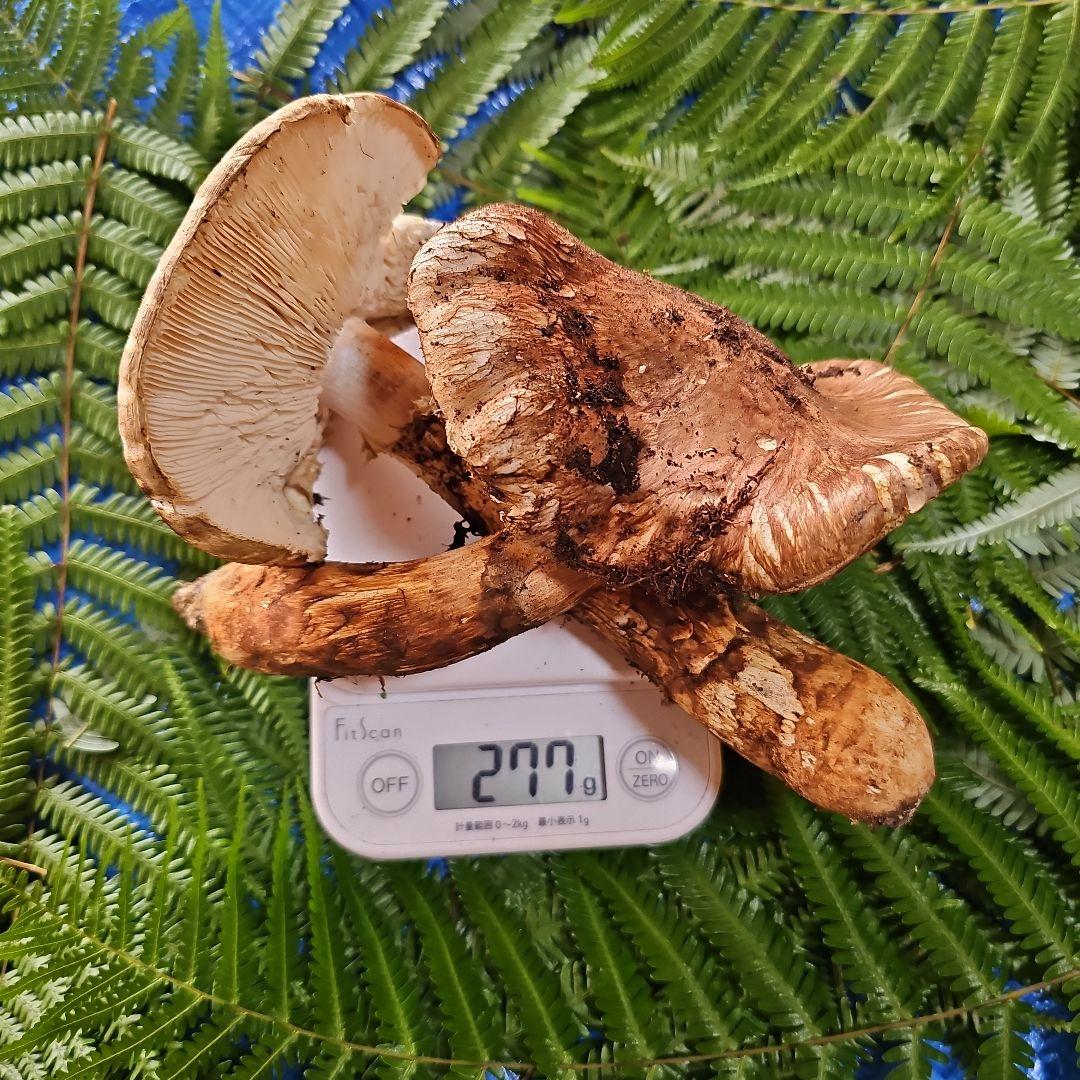 広島県産 松茸 277g　ラスト