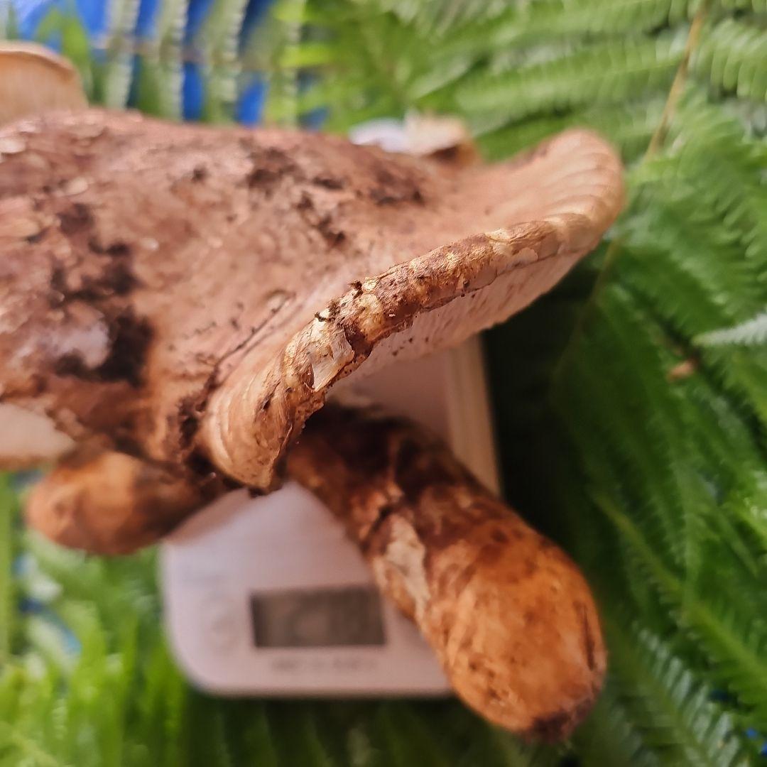 広島県産 松茸 277g　ラスト