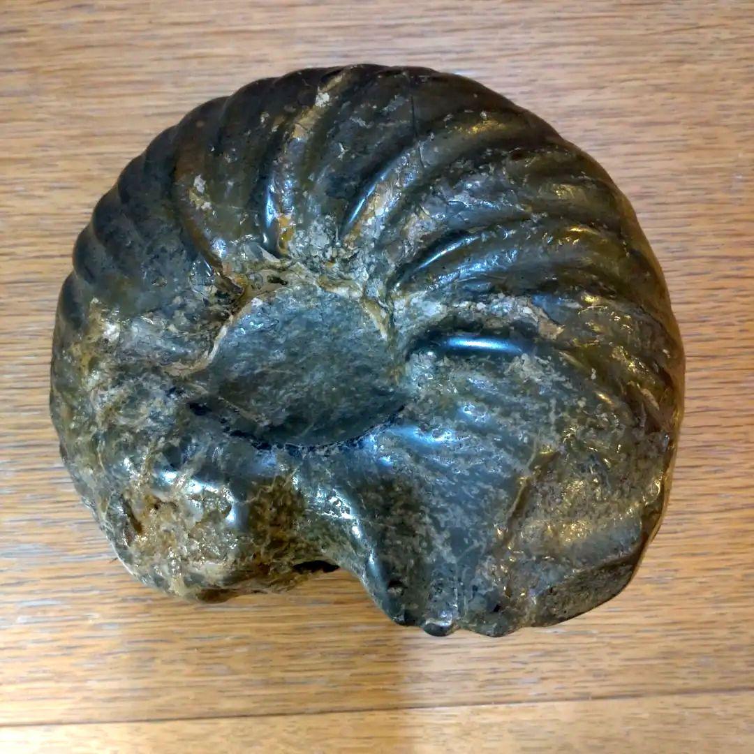 アンモナイト　北海道産