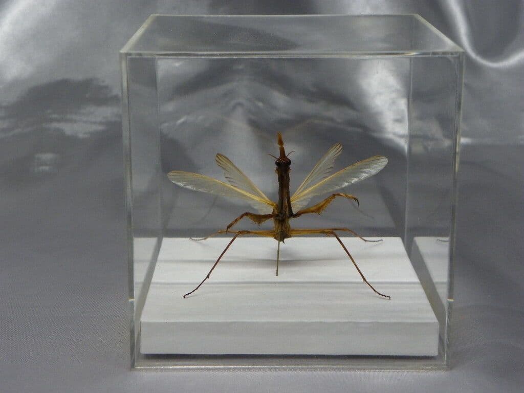 エンプーサペンナータ　クシヒゲカマキリ　ペア 立体標本　ジャンク